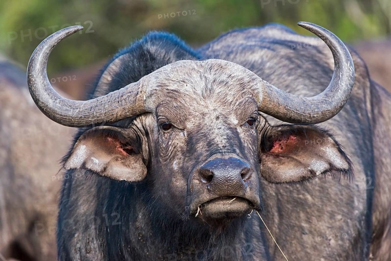 Cape buffalo (Syncerus caffer)