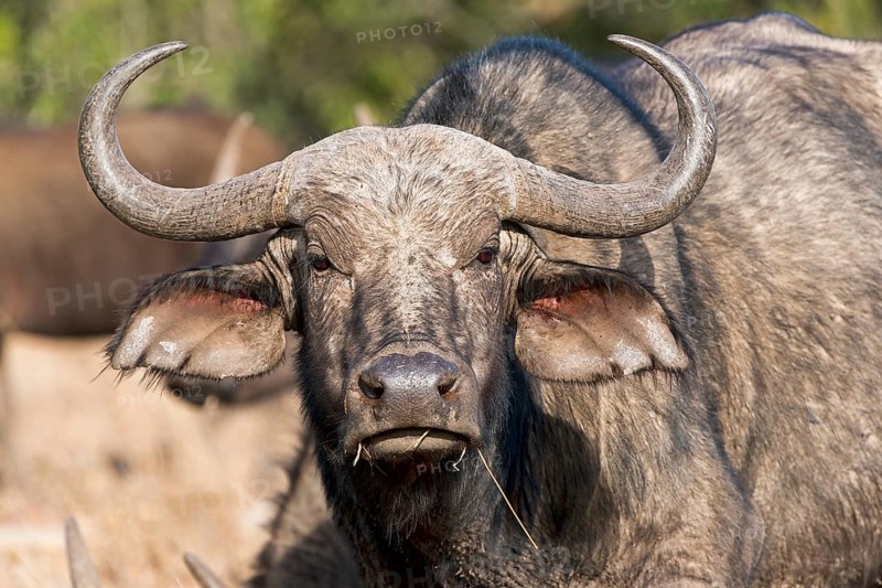 Cape buffalo (Syncerus caffer)