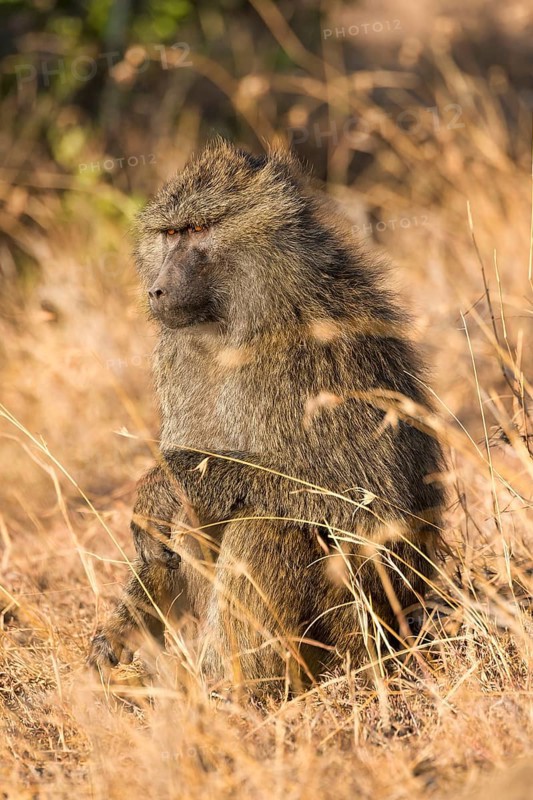 Olive Baboon (Papio anubis)