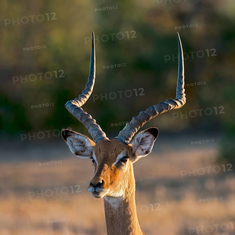 Impala (Aepyceros melampus)