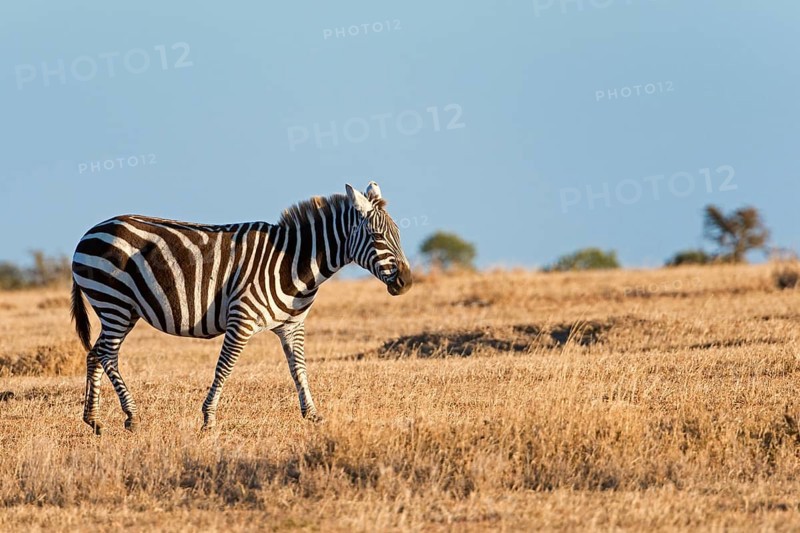 Plains Zebra (Equus quagga)
