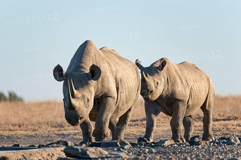 Black rhinoceros or hook-lipped rhinoceros (Diceros bicornis)