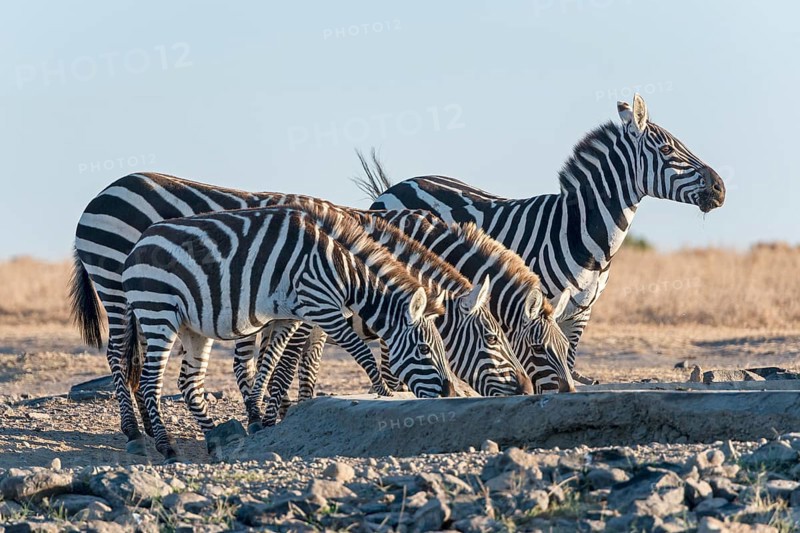 Plains Zebra (Equus quagga) drinking at artificial waterhole