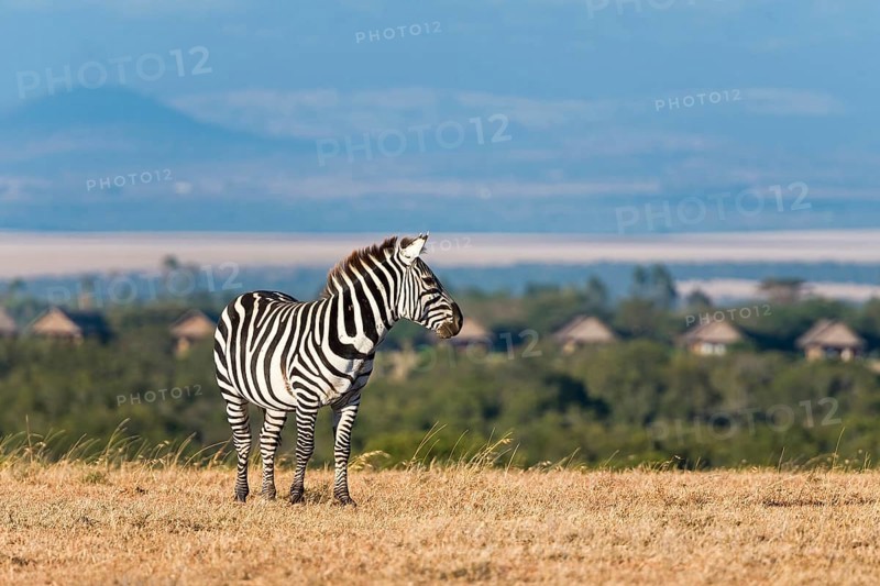 Plains Zebra (Equus quagga)