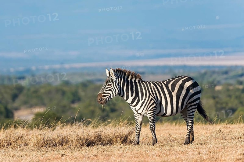 Plains Zebra (Equus quagga)