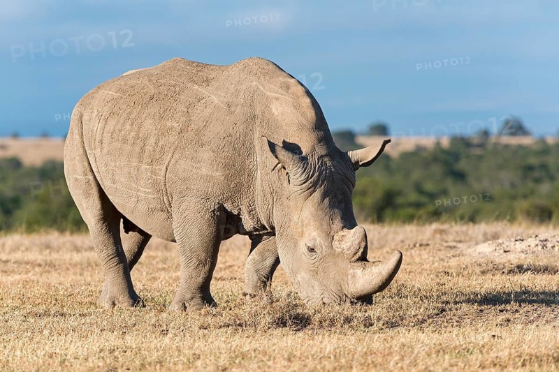 White Rhinoceros (Ceratotherium simum) eating dry grass