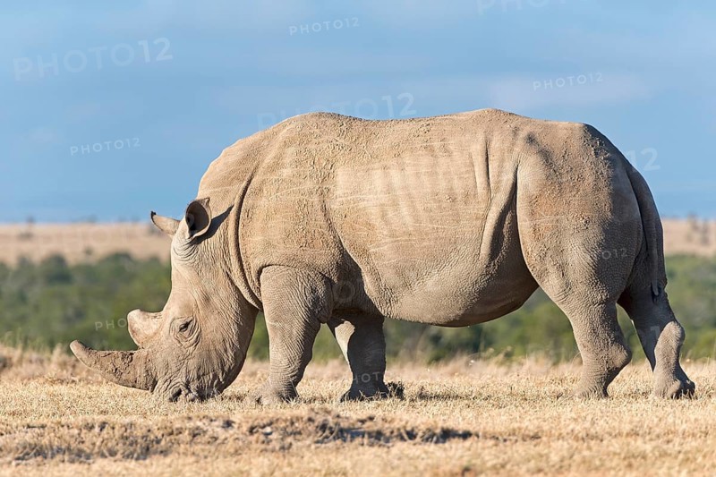White Rhinoceros (Ceratotherium simum) eating dry grass