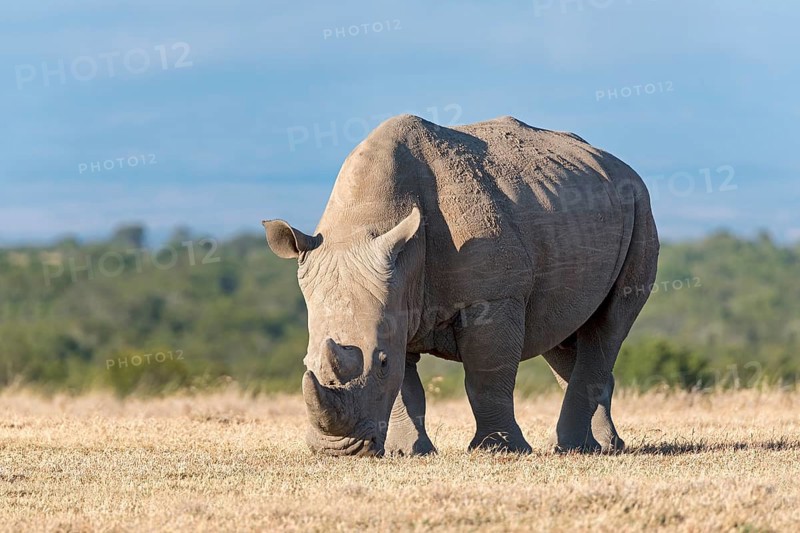 White Rhinoceros (Ceratotherium simum) eating dry grass