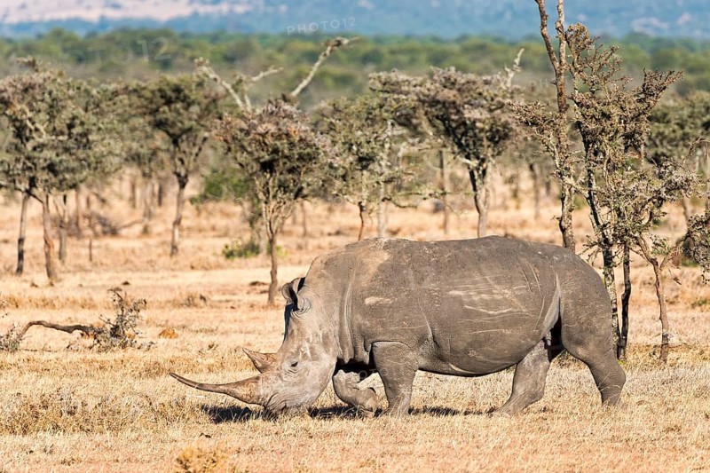Black Rhinoceros (Diceros bicornis)