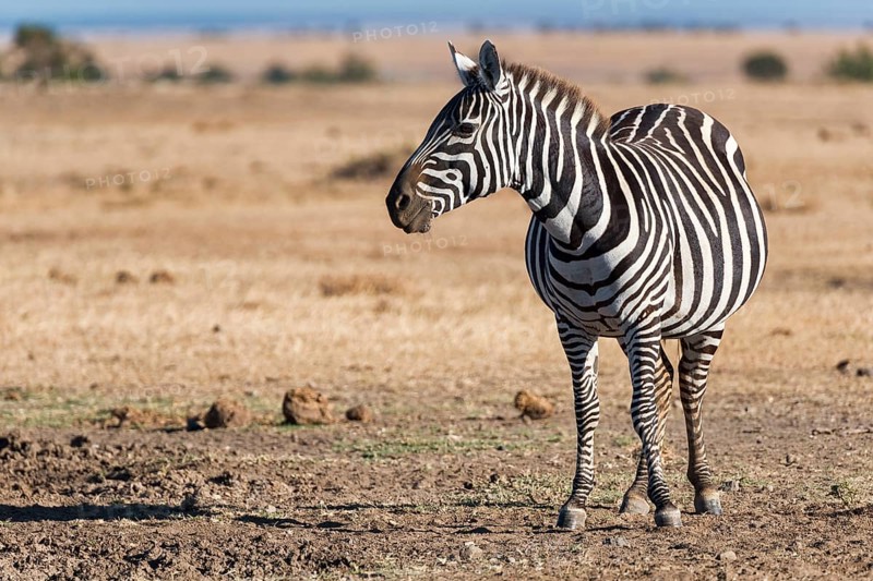 Plains Zebra (Equus quagga)