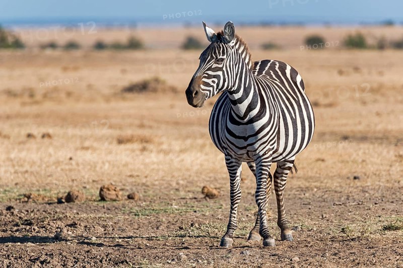 Plains zebra (Equus quagga)