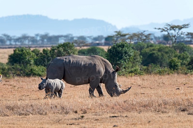 White Rhinoceros (Ceratotherium simum) feeding