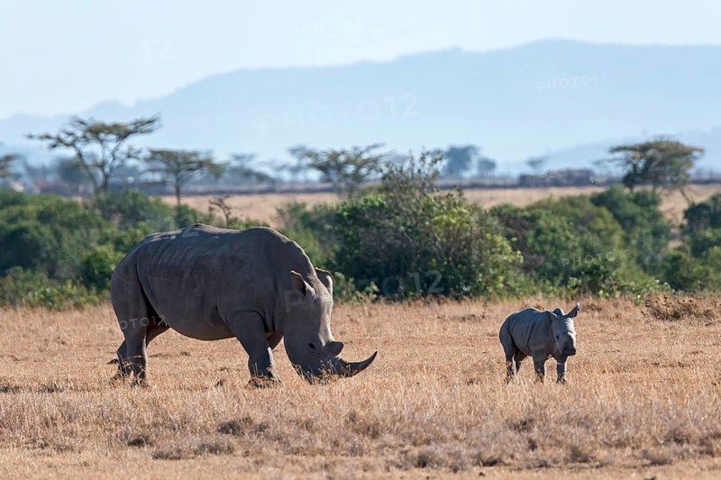 White Rhinoceros (Ceratotherium simum) feeding