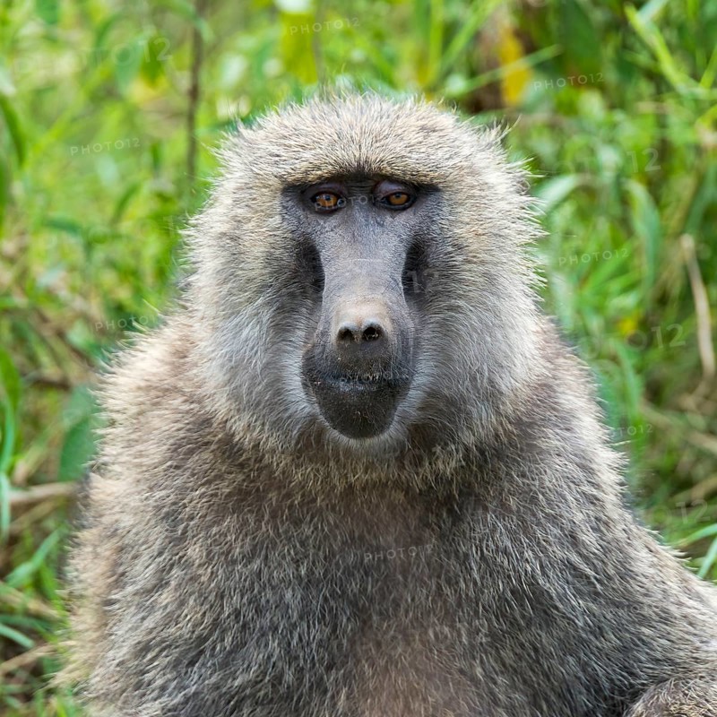 Anubis or olive baboon (Papio anubis)