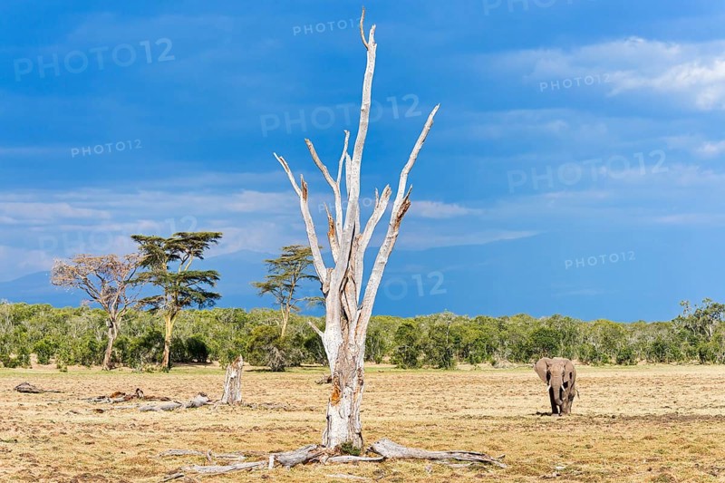 African bush elephant (Loxodonta africana)