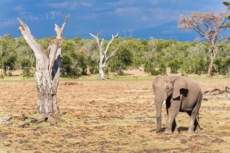 African bush elephant (Loxodonta africana)