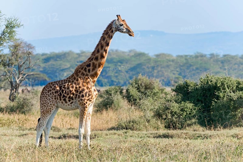 Rothschild's giraffe (Giraffa camelopardalis rothschildi)