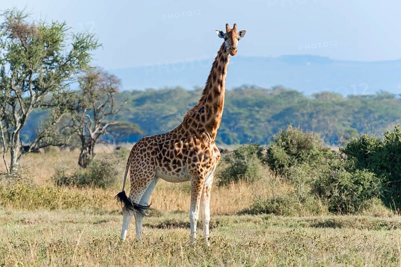Rothschild's giraffe (Giraffa camelopardalis rothschildi)