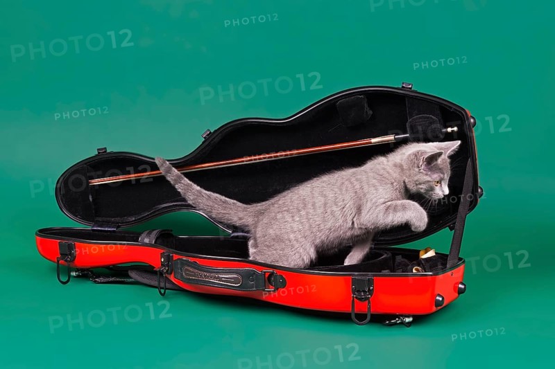 Purebred cat