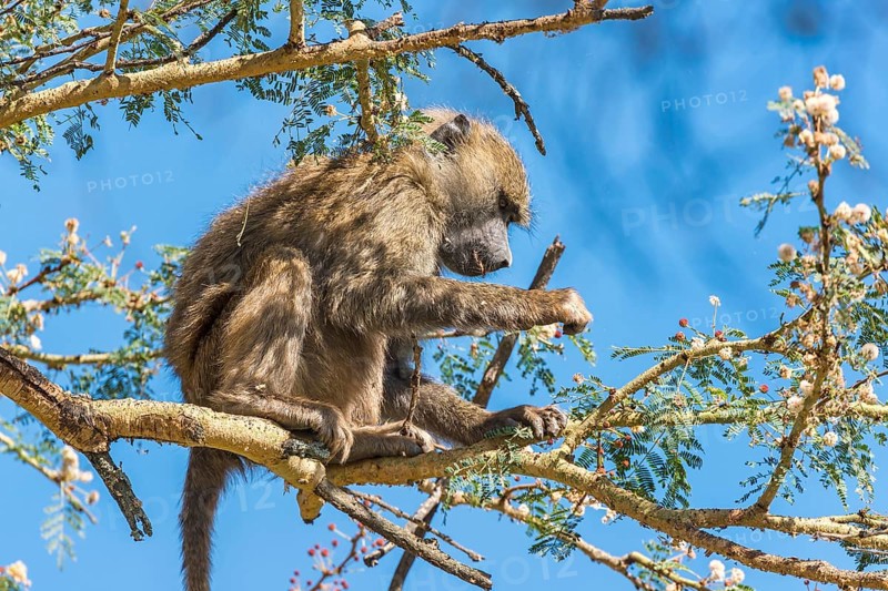 Olive Baboon (Papio anubis) sitting on umbrella acacia (Acacia tortilis)