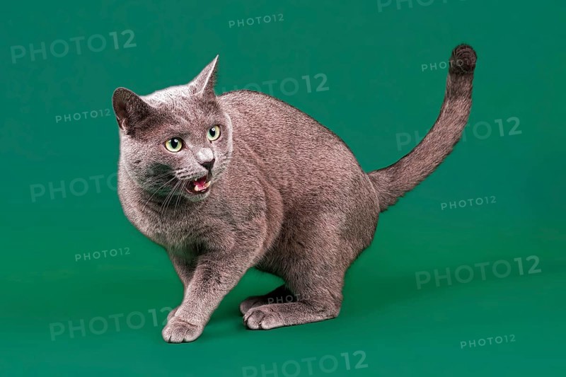 Purebred cat