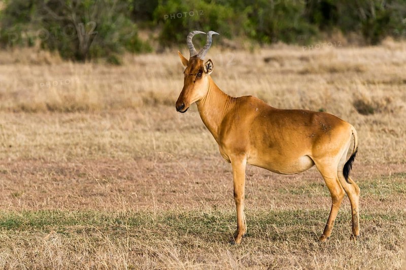 Coke's hartebeest (Alcelaphus cokii) in Ol Pejeta Reserve