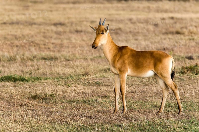 Coke's hartebeest (Alcelaphus cokii) calf in the Ol Pejeta reserve