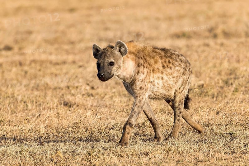 Spotted hyena (Crocuta crocuta) in dry grass