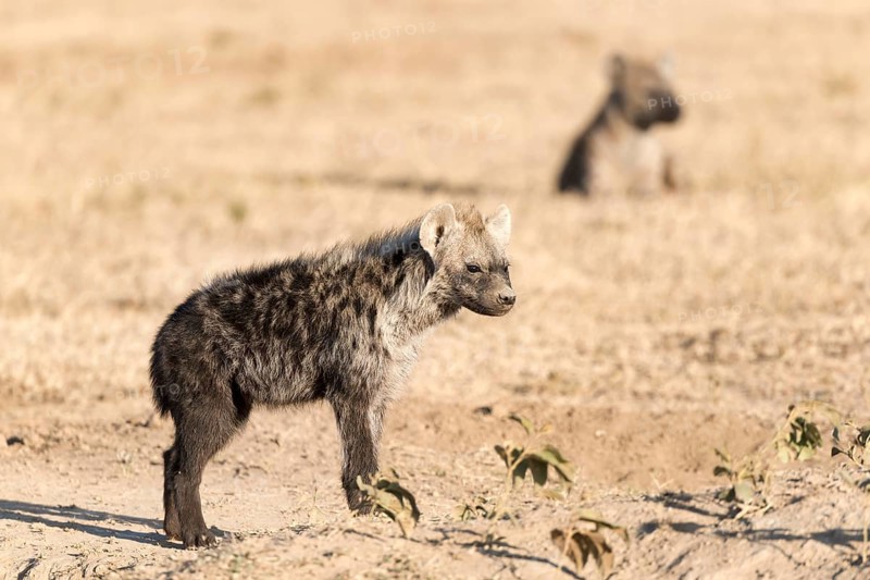 Spotted hyena (Crocuta crocuta)