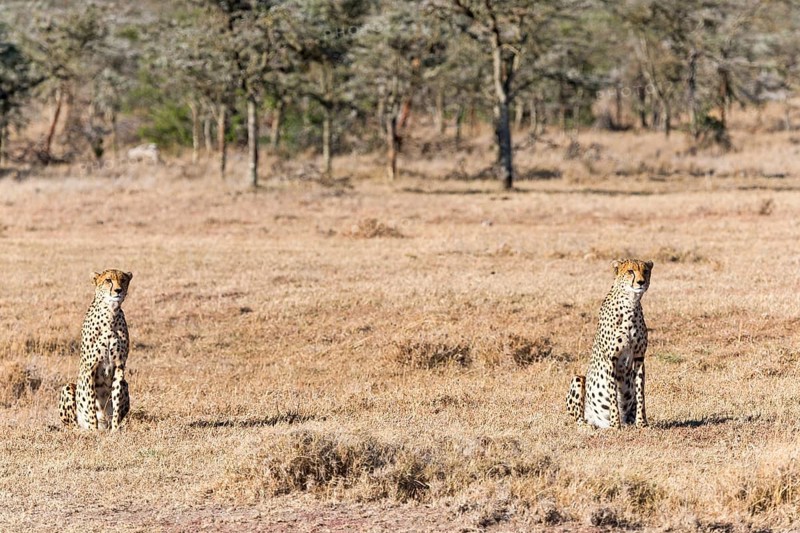 Cheetahs (Acinonyx jubatus) sitting in dry grass