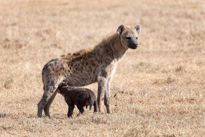 Spotted hyena (Crocuta crocuta) suckling young