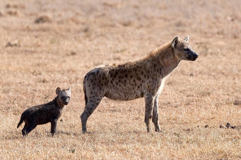 Spotted hyena (Crocuta crocuta) with young
