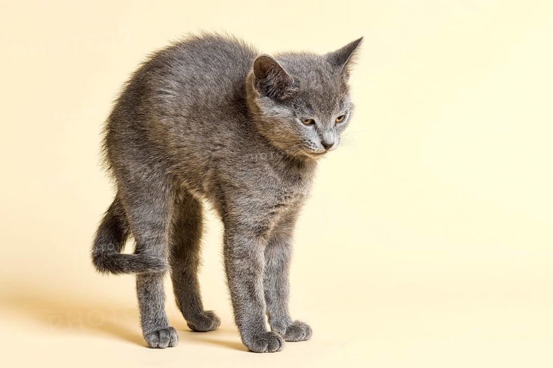 Purebred Cat Russian Blue