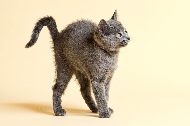 Purebred cat