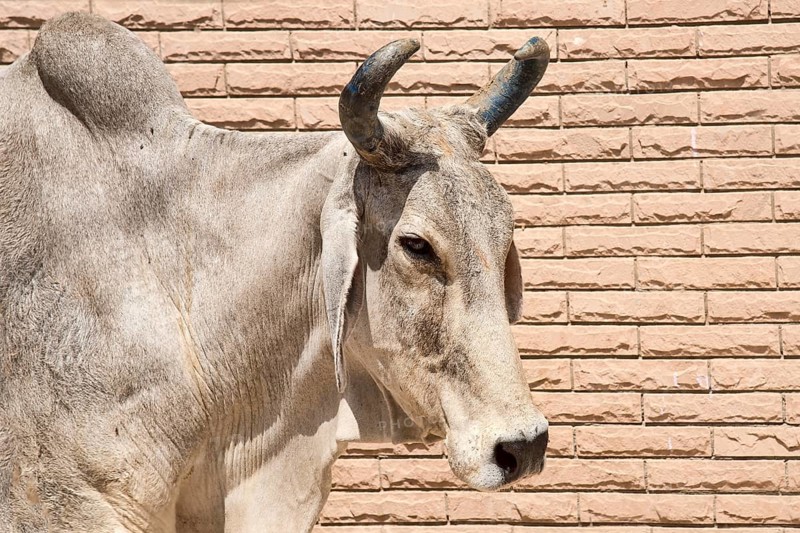 Zebu (Bos primigenius indicus) in front of house wall