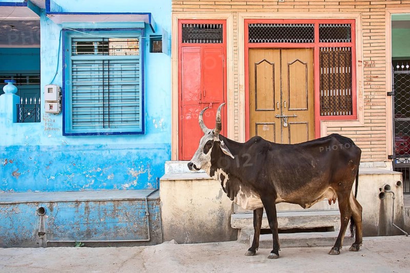 Cow on road