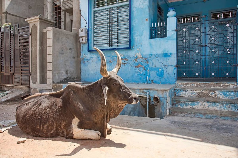 Zebu (Bos primigenius indicus) lying on street
