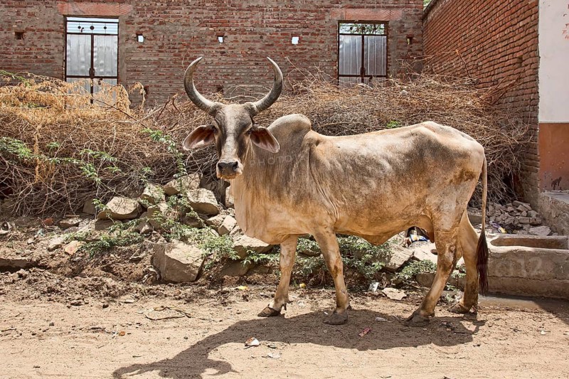 Zebu (Bos primigenius indicus) on road