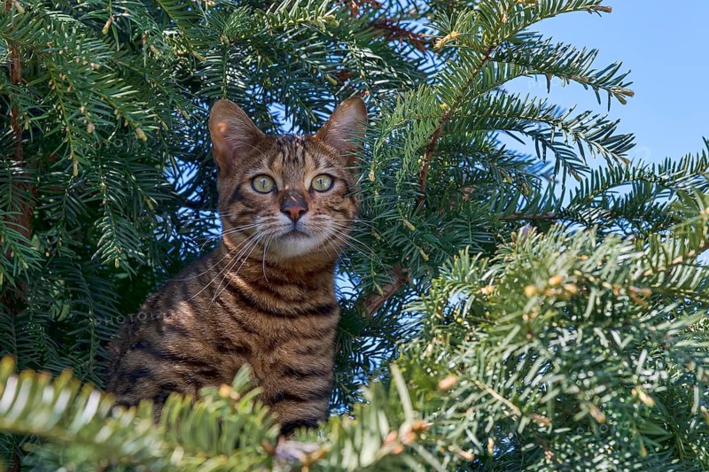 Breedcat Toyger (Felis silvestris catus)