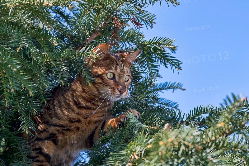 Breedcat Toyger (Felis silvestris catus)