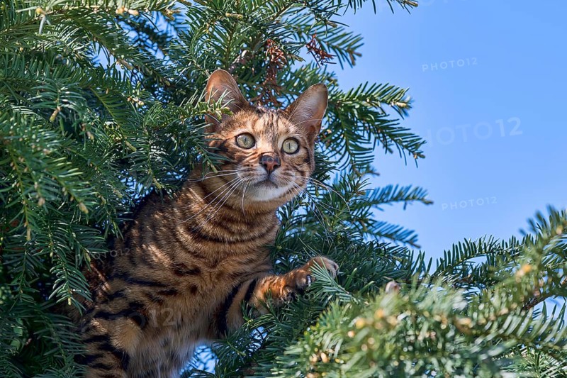 Breedcat Toyger (Felis silvestris catus)