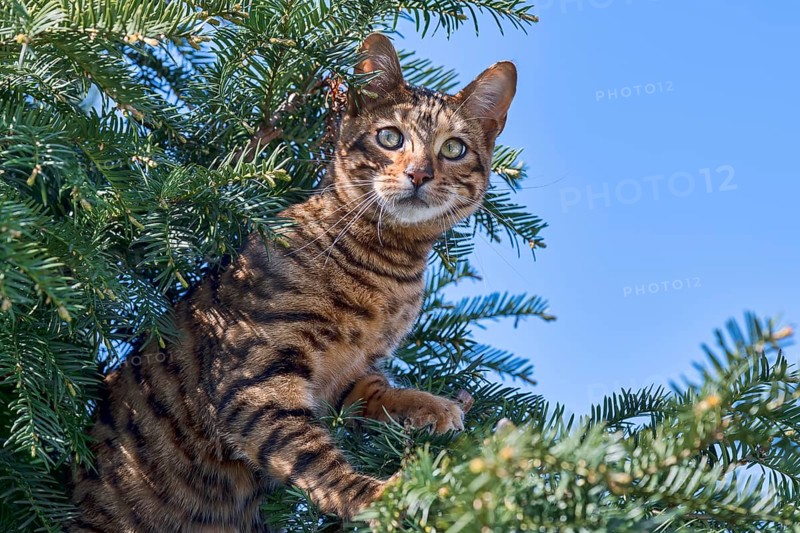 Breedcat Toyger (Felis silvestris catus)