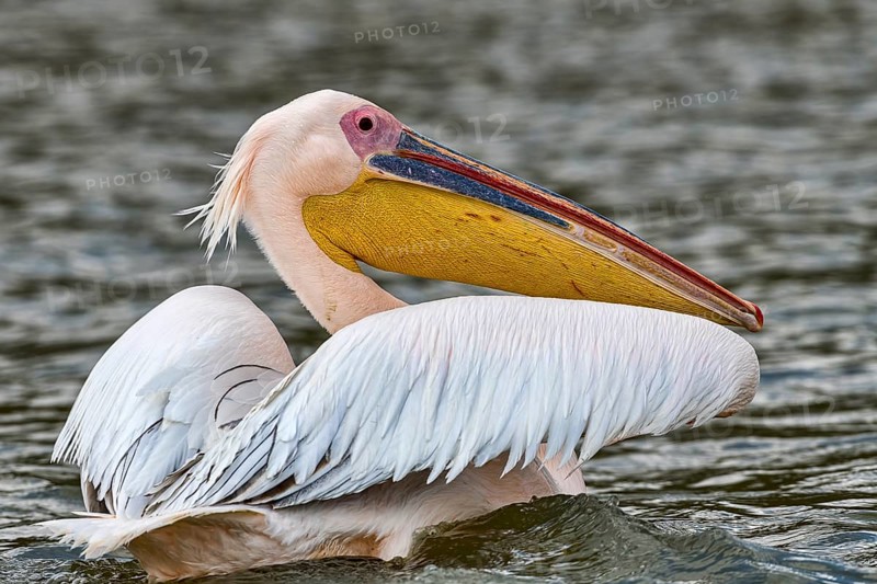 Great white pelican (Pelecanus onocrotalus)