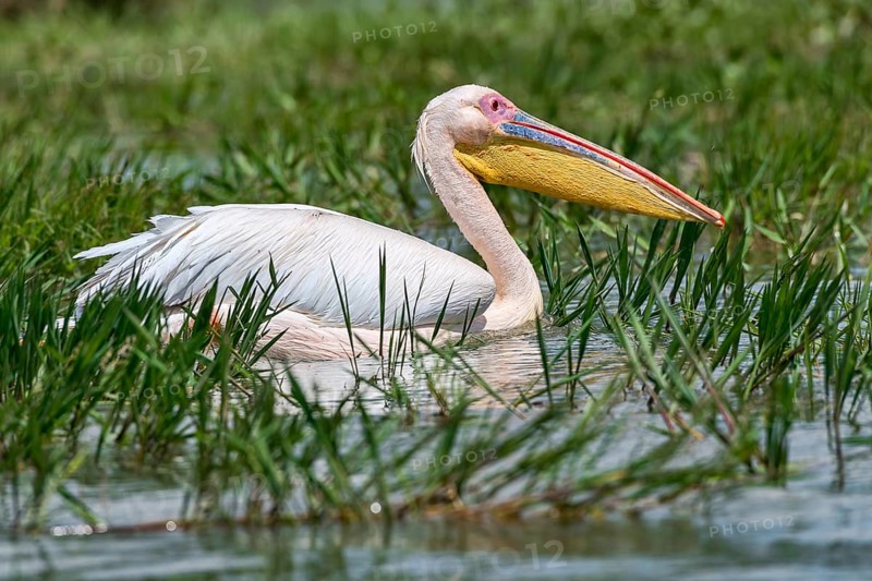 Great white pelican (Pelecanus onocrotalus)