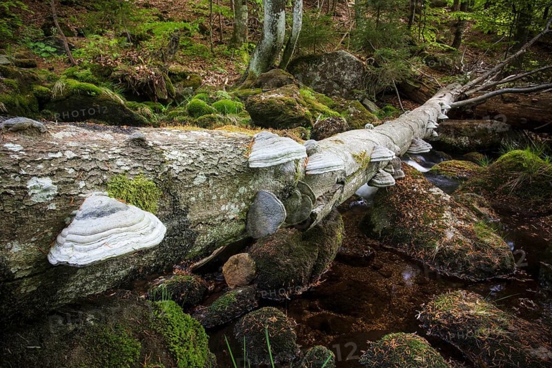 Fallen dead tree with tree sponges above the Kleine Ohe creek