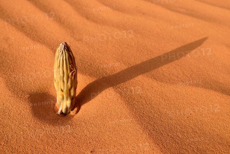 Cistanche plant (Cistanche tinctoria)