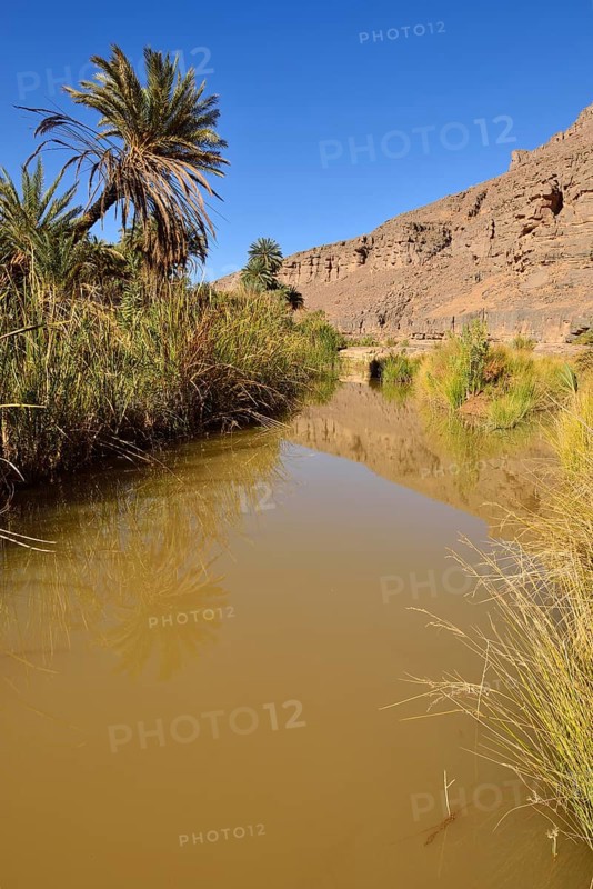 Date palm and water in Iherir Canyon