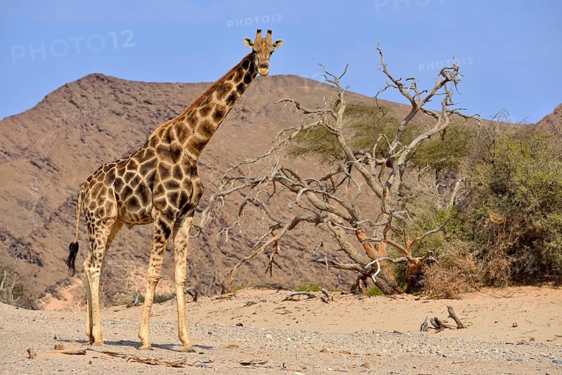 Desert adapted giraffe