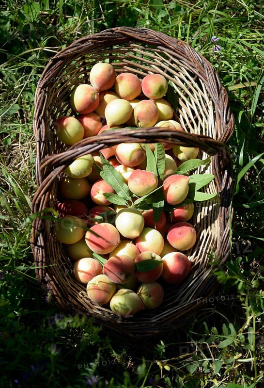 Ripe peaches (Prunus persica) in a basket