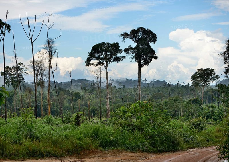 Rainforest a few months after a fire clearing and logging
